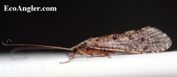 Adult Caddisfly