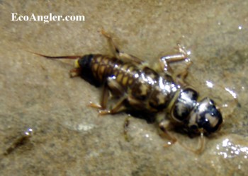 Stonefly Nymph