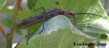 Adult Salmon Stonefly