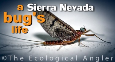 Aquatic Insect bugs of the Sierra Nevada