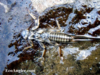Golden Stonefly skin left on rock