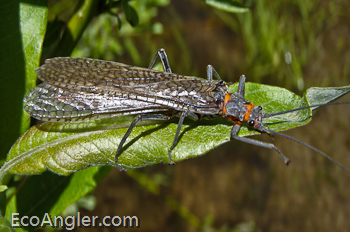 Salmon Flies with the signature salmon coloring