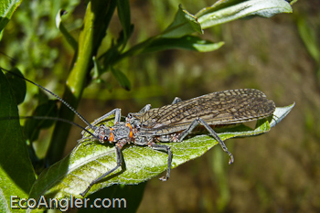 Salmon Flies mating