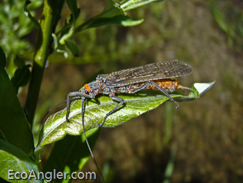 Salmon Flies are several inches in length