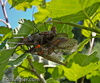 Salmon Flies have 2 sets of wings.