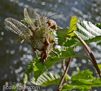 Adult Salmon Flies gather to mate.