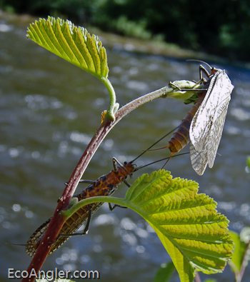 The wings ofa salmonfly are nearly transparent.