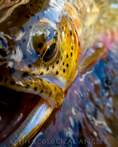 Westslope cutthroat trout are native to the rivers and lakes of the Bob Marshall Wilderness