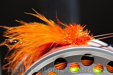 The Surf Rat Fly is a favorite pattern for the barred surf perch