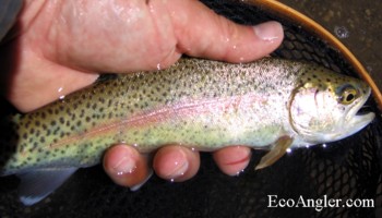 A wild rainbow caught and released on the Carson River