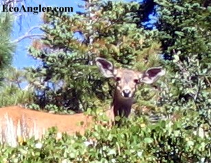 A mule deer watches me closely as I walk along the High Trail in the Carson Iceberg Wilderness
