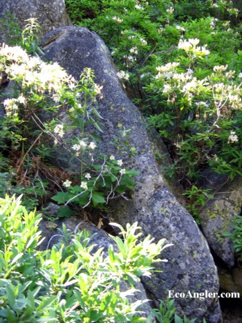 Wildflowers along the Clavey River