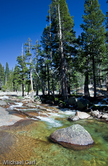 A high apline forest surrounding the Dana Fork of the Tuolumne River Yosemite National Park in California
