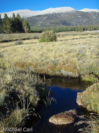 Golden Trout Creek as it meanders through Big Whitney Meadow