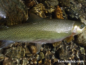 Kelly Creek provides some of the best cold water habitat for native westslope cutthroat anywhere in the West.