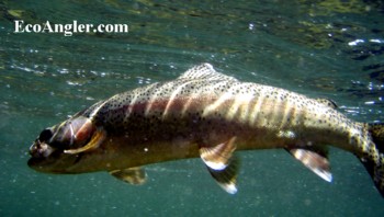 Rainbow caught and released on the Kern River