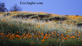 California poppies blanket the hills above the Kings River