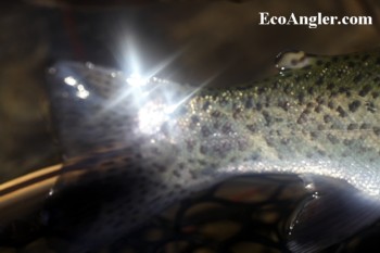 Wild rainbows shine on the Kings River