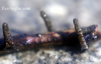The Kings River has abundant caddis populations
