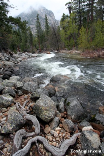 Tree roots exposed along the South Fork of the Kings River