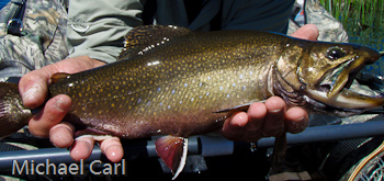 Healthy brook trout caught in  Kirman Lake