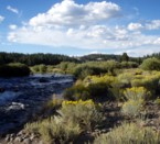The Little Truckee River lined with sage
