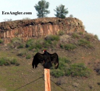 Turkey vultures gather along Goodwin Canyon and spend the afternoon on thermals above the Stanislaus.