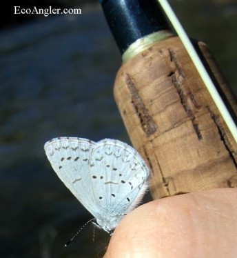 A blue copper goes for a ride on my casting hand along the Merced River
