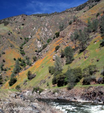 The Merced River Canyon is blanketed in California Poppies in the Spring