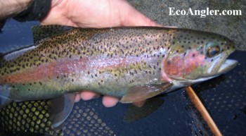 A healthy rainbow trout caught and released in the Merced River