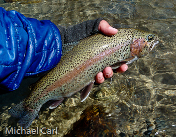 Merced River Wild rainbow trout