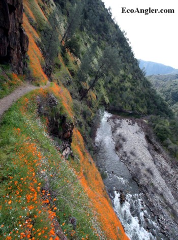 California poppies along the Hite Cove trail on the South Fork Merced River