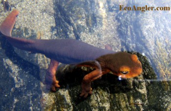 Salamanders are common on the South Fork Merced River