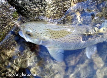 A rainbow trout caught on the North Fork Stanislaus River in Big Trees Calaveras State Park