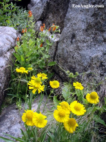 Wildflowers can be found along the North Fork of the Mokelumne River in early Summer