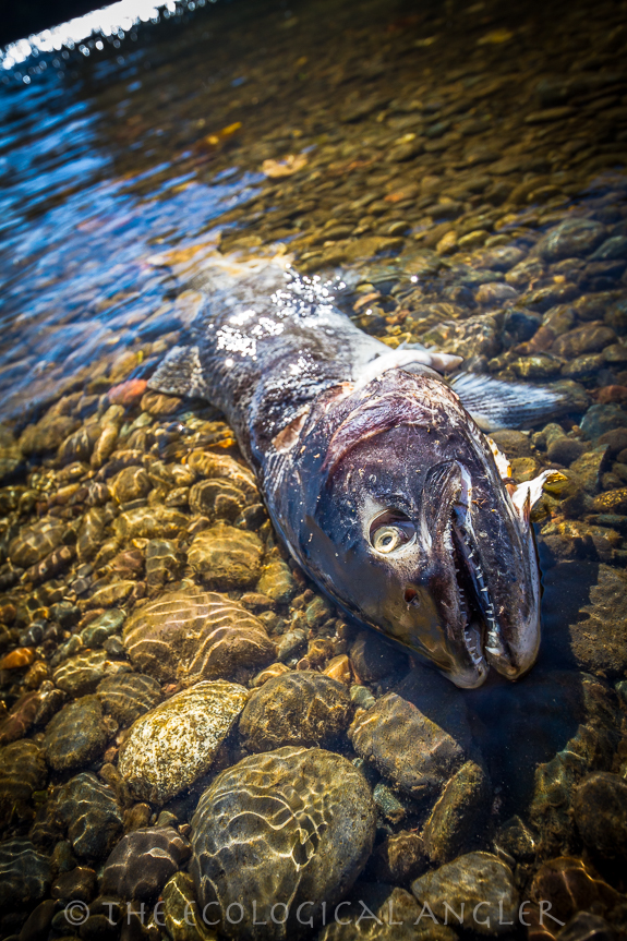 A salmon after spawning leaves it's nutrient rich body to feed its coastal creek and forest ecosystem.