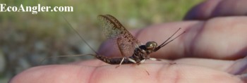 A brown drake mayfly found on the Rogue River