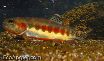 Golden Trout caught in South Fork Kern River in California