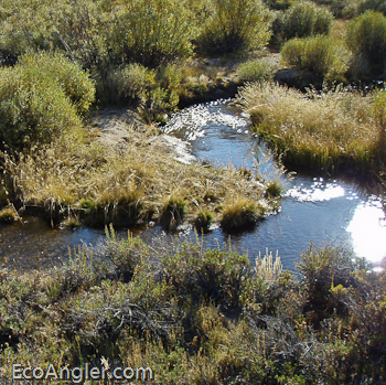 Tunnel Meadow area with the South Fork Kern River in California