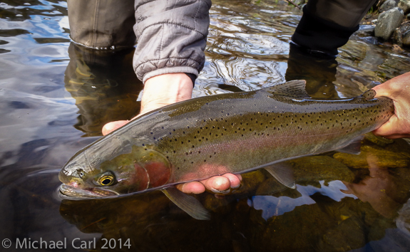 A wild steelhead being released back to its coastal river home.