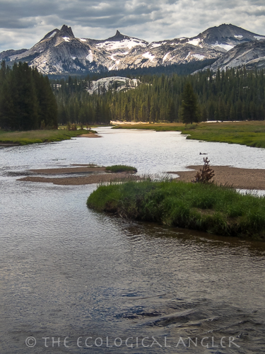 Fly fishing the Tuolumne River in the Meadows section with high alpine mountain peaks in Yosemite National Park.