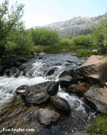 A nice punge pool on the Upper Truckee