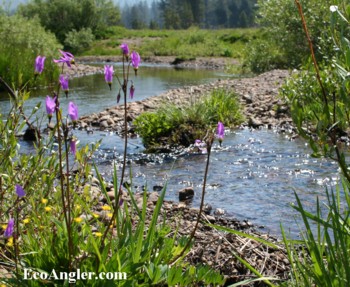 Upper Truckee River