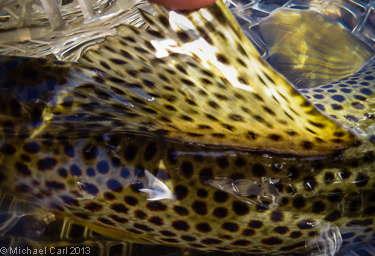 Doral fin of a wild brown trout.