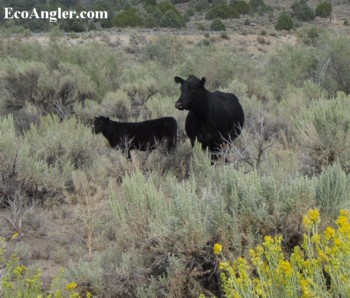 Cows running loose inside the public access area along the East fork of the Walker River.