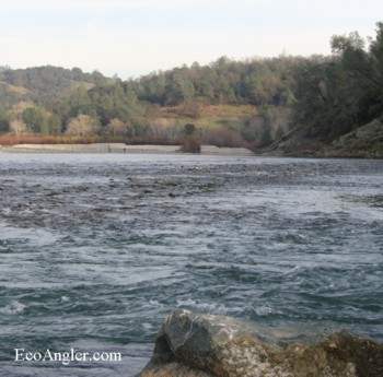 The Lower Yuba River can yield large rainbow trout