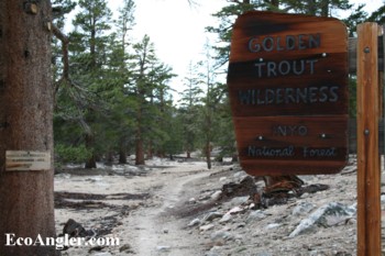 Golden Trout Ahead