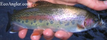 Wild Rainbow trout caught and released on the lower section of the Mccloud River