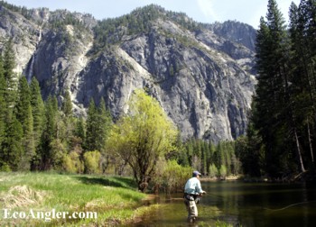 Scenic section on the Merced River in Yosemite National Park