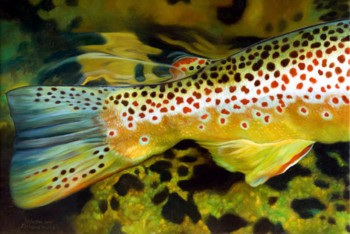 Painting of Brown Trout by AD Maddox